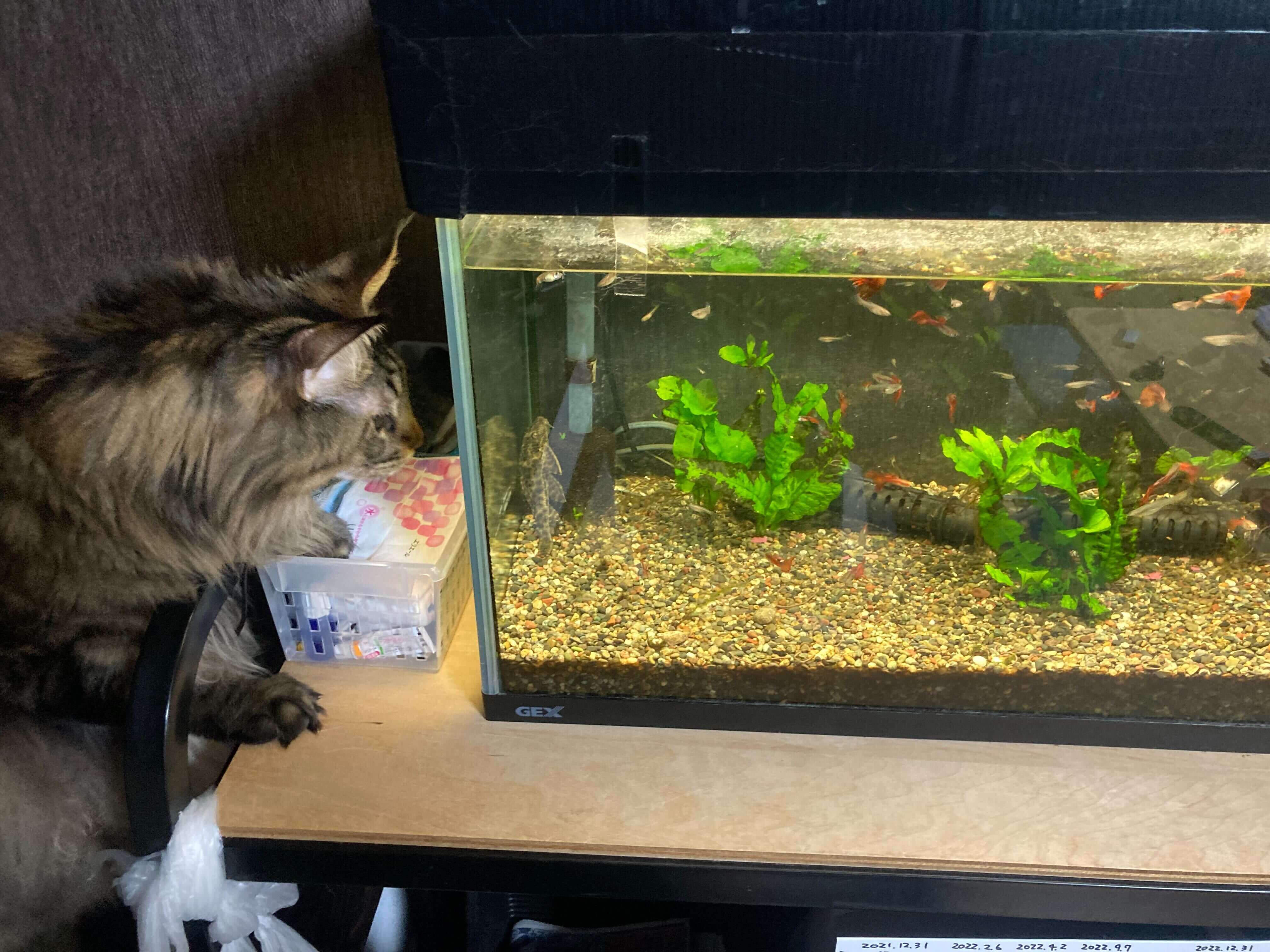 猫と魚