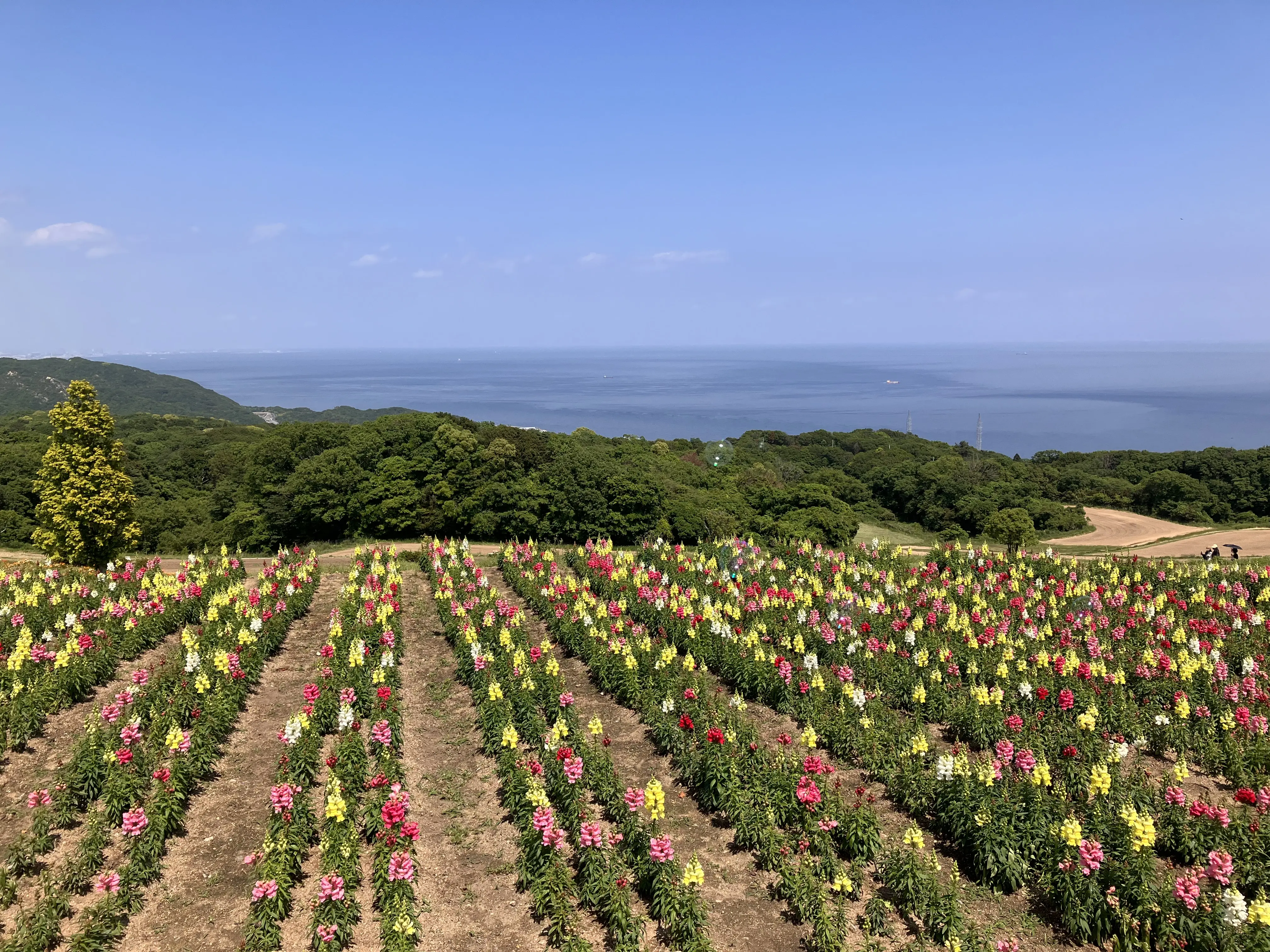 兵庫県立公園あわじ花さじきでのお花畑の写真